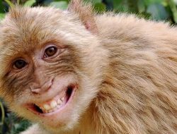 Sungguh Mulia, Ada Gerakan Peduli Monyet di Lembang Bandung Barat