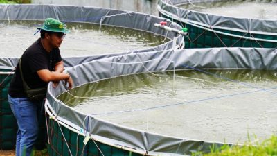 Petani Milenial Juara, Pelatihan Bikin Pembudidaya Ikan Tambah Pengetahuan