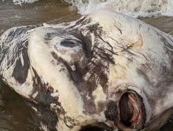 Ikan Raksasa Berbentuk Aneh Bikin Geger Wisatawan di Pantai Australia