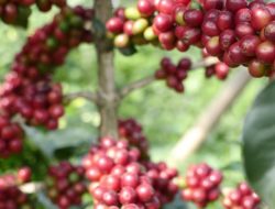 Kopi Asal Ibun Kabupaten Bandung Sabet Juara Kontes Kopi Specialty Indonesia