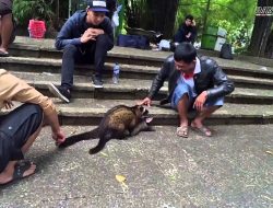 MBC, Wadah Berkumpulnya Pecinta Musang di Kota Bandung (2, Habis)