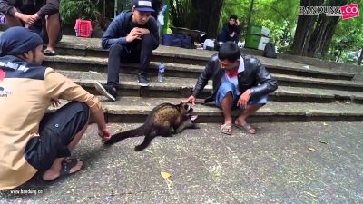 MBC, Wadah Berkumpulnya Pecinta Musang di Kota Bandung (2, Habis)