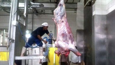 sapi