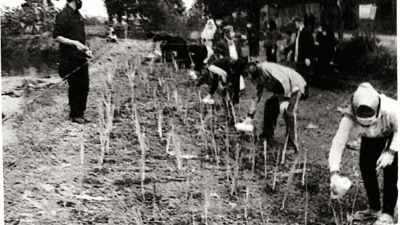 Pelatihan vetiver