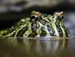 Puslit Biologi LIPI Temukan Katak Jenis Baru di Pantai Selatan Jawa