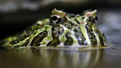 Puslit Biologi LIPI Temukan Katak Jenis Baru di Pantai Selatan Jawa