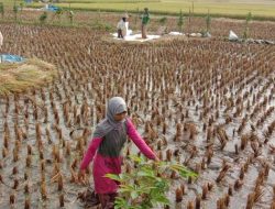 Dinas Pertanian Pangandaran: Gunakan Benih Tanaman yang Tahan Penyakit