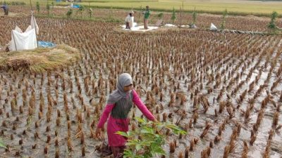 Dinas Pertanian Pangandaran: Gunakan Benih Tanaman yang Tahan Penyakit