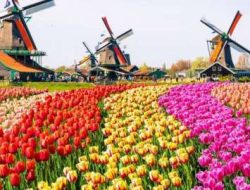 Beasiswa Orange Tulip Scholarship untuk 68 Calon Mahasiswa Indonesia Kuliah di Belanda