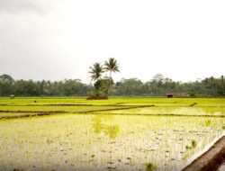 Yang Hilang di Tanah Kelahiran (1, Bersambung)