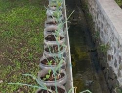 Kreativitas dari Kampus UPI Cibiru: Panen Mentimun, Sosin, dan Bawang Daun