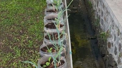 Kreativitas dari Kampus UPI Cibiru: Panen Mentimun, Sosin, dan Bawang Daun