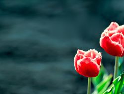 PUISI Herry Supryono, Rudianto, dan Uun Nugraha