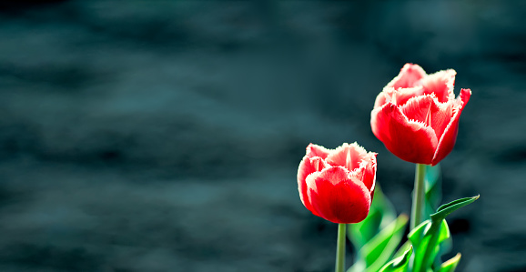 istockphoto 1318844300 170667a