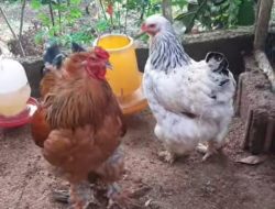 Catatan Pensiunan 21: Belajar Ilmu Ternak 16 Catatan Pensiunan 21: Belajar Ilmu Ternak