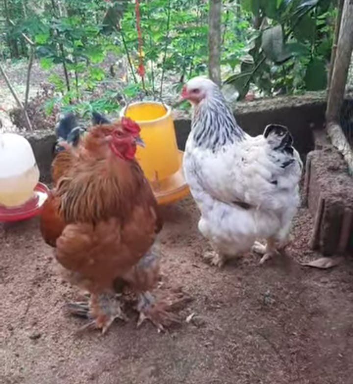 WhatsApp Image 2025 07 14 at 18.45.17 1