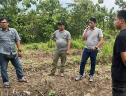 Sinergi DPRD dan Pemdes Cibogo Pangandaran, Dorong Kemandirian Desa melalui Kelapa Genjah dan CFD