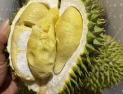 Subulussalam, the Town of Durian