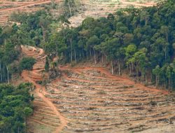 Ekologi sebagai Martabat Peradaban