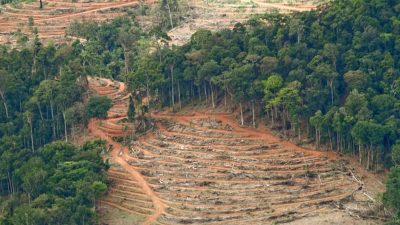 075846500 1418545582 gambar foto kerusakan hutan 6