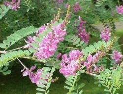 Pemberontakan ‘Tarum’: Tarumanegara, Citarum, dan Haji Prawatasari (1)