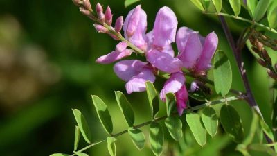 Pemberontakan ‘Tarum’: Tarumanegara, Citarum, dan Haji Prawatasari (2)