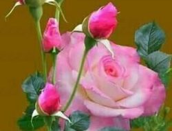 PUISI Galindeng Asih