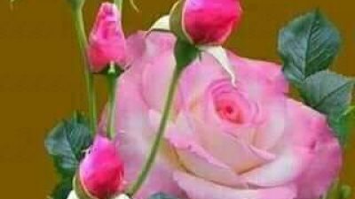 107620708 3057917777649064 3767323540731947300 n