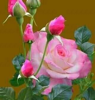 107620708 3057917777649064 3767323540731947300 n