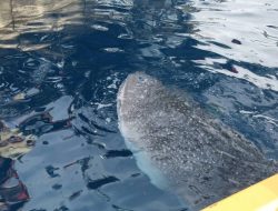 651220190 3650409931767607 3095249733474063708 n