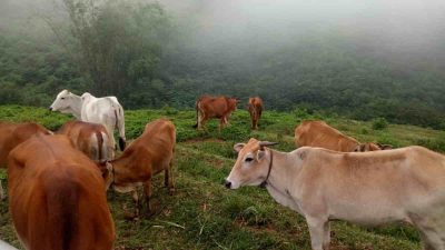 Mengenal Sapi Rancah, Plasma Nutfah Asli Jawa Barat dari Ciamis Utara