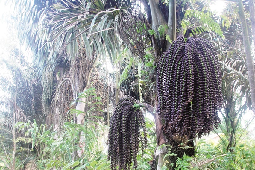 Oomzet Keren Tanaman Aren Untung Hingga Rp100 Juta Per Bulan
